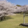 干尽公園の桜【見頃速報2023】～写真と現地レポ！