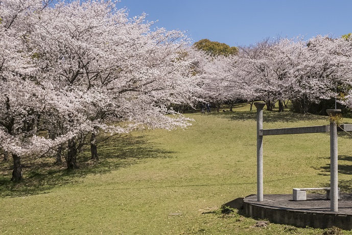 千尽公園（佐世保市千尽町）の桜と花見
