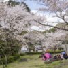 大悲観公園の桜【満開いつ？開花速報2023】～ドックランあり！