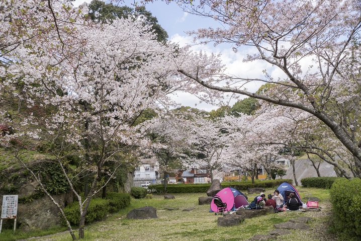 大悲観公園の桜【満開いつ？開花速報2023】～ドックランあり！