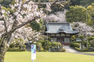 東山海軍墓地 東公園の桜【満開いつ？開花速報2022】～慰霊と平和祈念のための観桜SPOTです