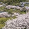 猫山ダムの桜【満開いつ？開花速報2022】～オススメ穴場！