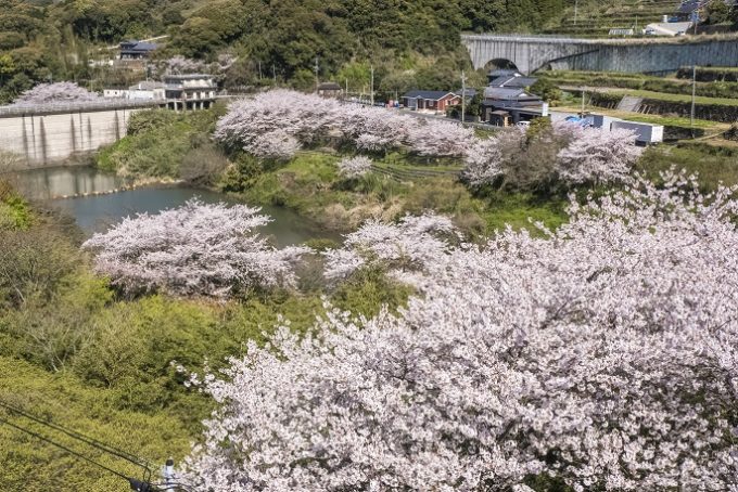 猫山ダムの桜【満開いつ？開花速報2022】～オススメ穴場！