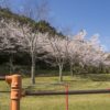 えぼしスポーツの里の桜【開花と満開日2023】～現地レポ！