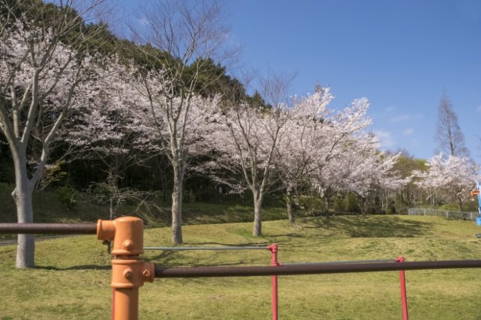 えぼしスポーツの里の桜【満開いつ？開花速報2022】～現地レポ！