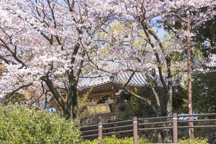 眼鏡岩・西蓮寺（佐世保市瀬戸越町）、平戸八景の桜と花見