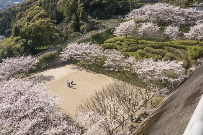 猫山ダム（佐世保市黒髪町）の桜と花見