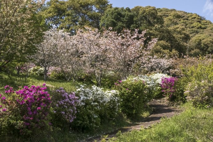 皿山公園（北松浦郡佐々町）の桜と花見