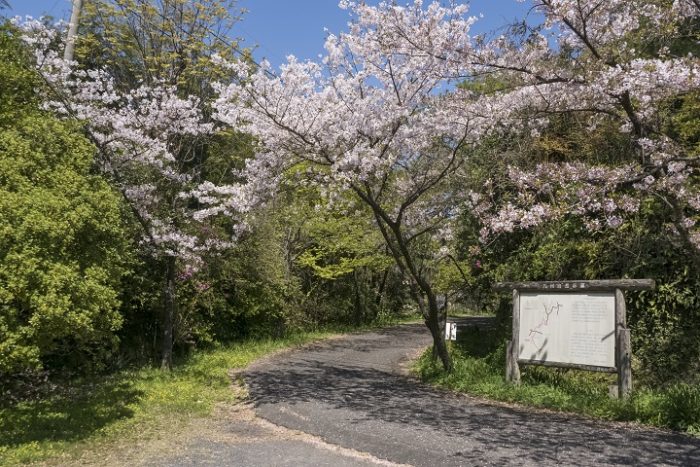 鵜渡越園地（佐世保市長坂町）の桜と花見