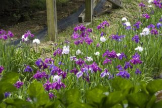 「西海園芸の花菖蒲」(波佐見町)【2020年の見頃はいつ?】~3000株で見応え充分!