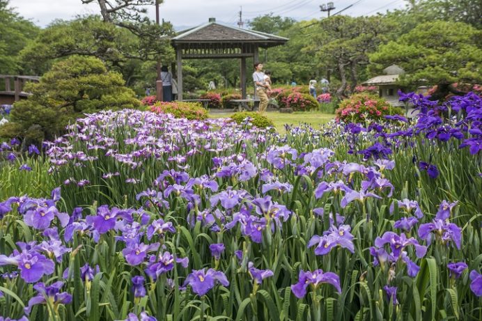 大村公園(長崎県)の花菖蒲