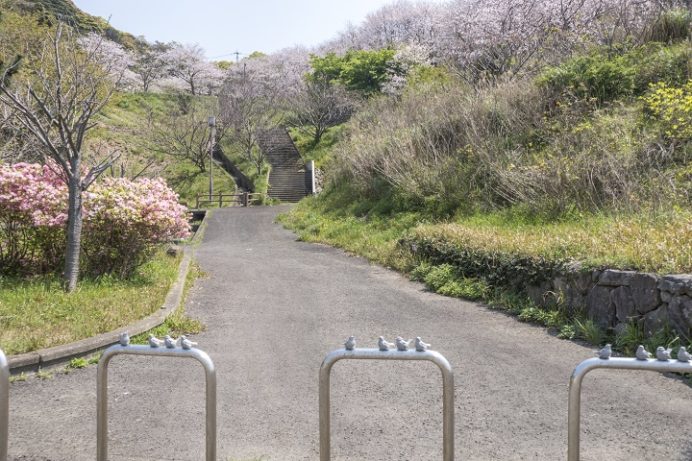 香焼総合公園（長崎市）の桜、花見