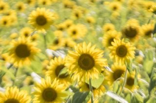 「諫早の唐比ハス園」の【ヒマワリが満開!】~超急いで
