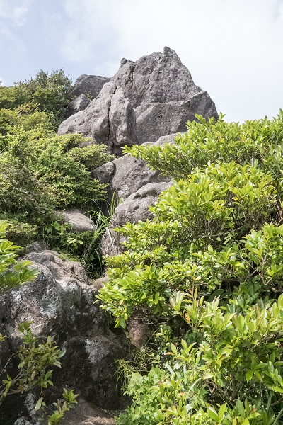 雲仙九千部岳（長崎県島原半島）の登山、ヤマボウシ
