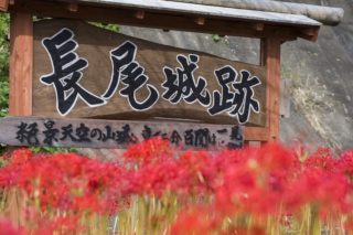 長尾城公園のヒガンバナ【見頃速報2023（9/28木）】～写真と現地レポ