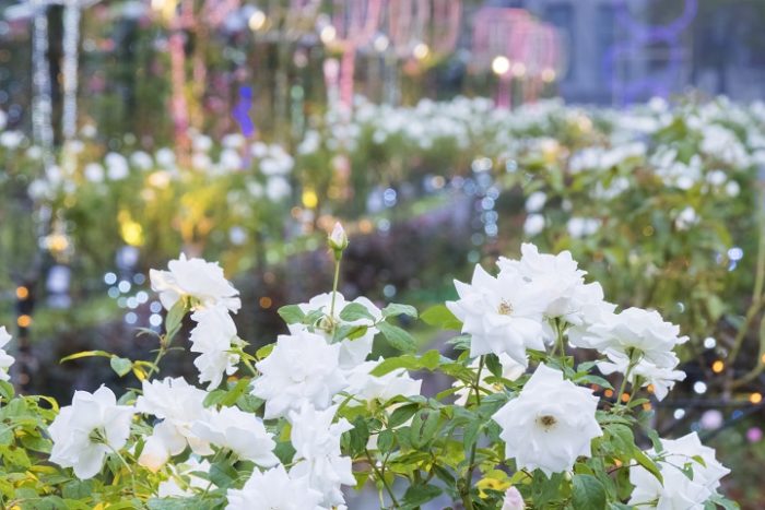 ハウステンボス 秋バラ祭【見頃速報2022】～国内最多1,000品種！