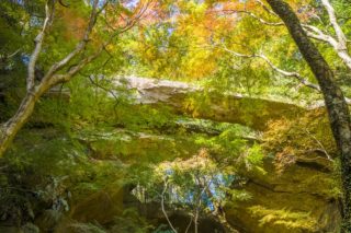 佐世保の紅葉【見頃速報の第1弾】11月17日(火)