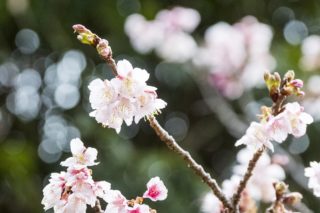 【1月22日金/今が見頃】「西山神社の寒桜」(元旦桜)