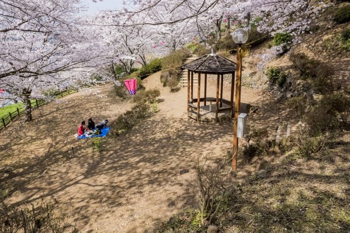 中尾城公園（長崎県西彼杵郡長与町）の桜と花見