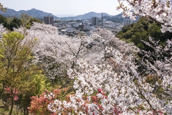 尾崎公園（佐世保市早苗町）の桜と花見