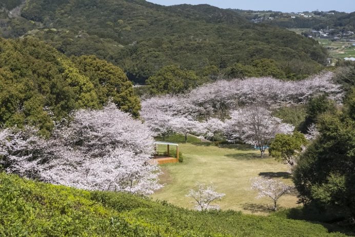 月の丘公園（諫早市飯盛町）、桜と花見