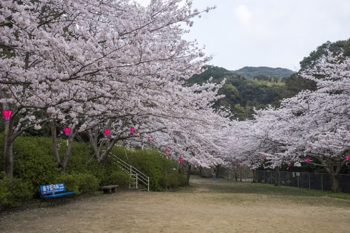 長崎市の桜が見頃 立山公園 風頭公園 平和公園etc現地確認 3月21日 日