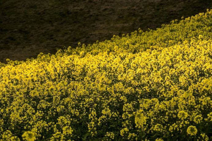 白木峰高原（長崎県諫早市）の菜の花と桜の花見