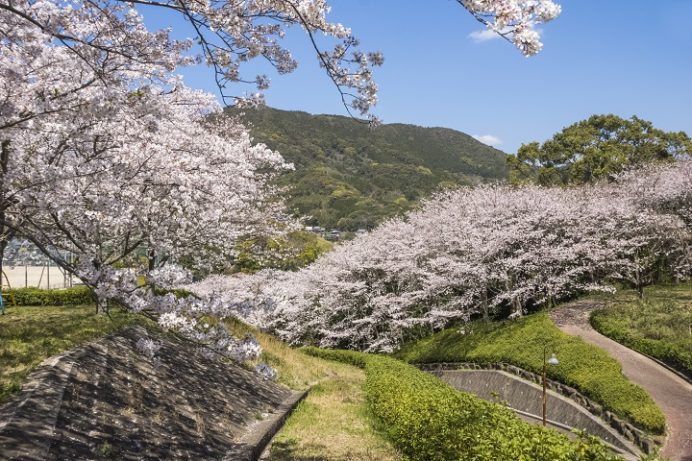 月の丘公園（諫早市飯盛町）の桜と花見