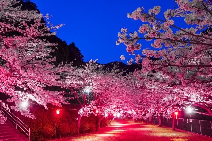 鹿尾川公園（長崎市）の桜と花見