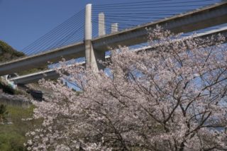芒塚砂防ダムの桜【満開いつ？開花速報2022】～駐車場あり！