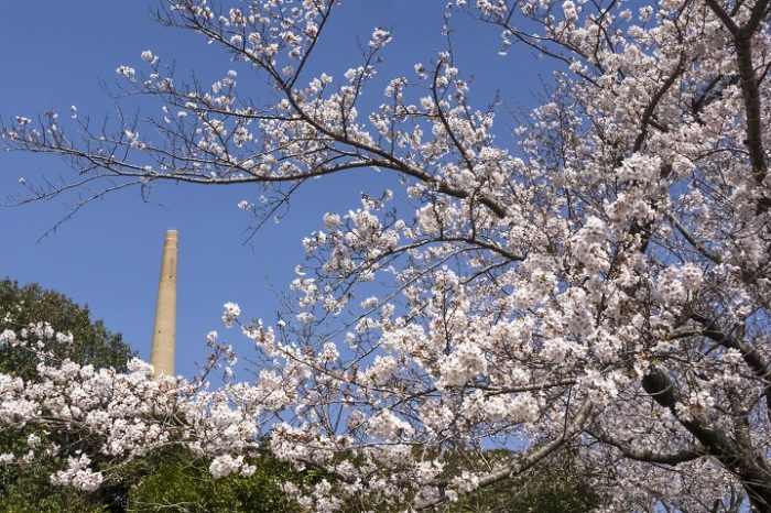 針尾無線塔の桜【開花と満開日2023】～SNS映え！