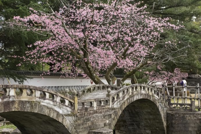 諫早公園の大寒桜、諫早眼鏡橋