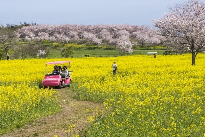 しまばら火張山花公園（長崎県島原市上折橋町）の葉の花と桜