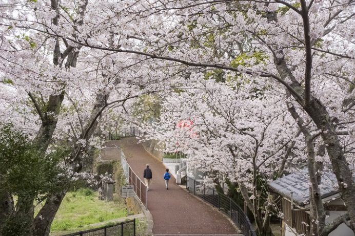 長崎市の桜が見頃 立山公園 風頭公園 平和公園etc現地確認 3月21日 日