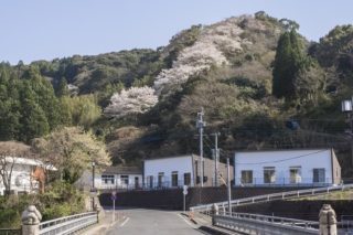 【かじか健康公園の桜】～お花見ウォーキング！