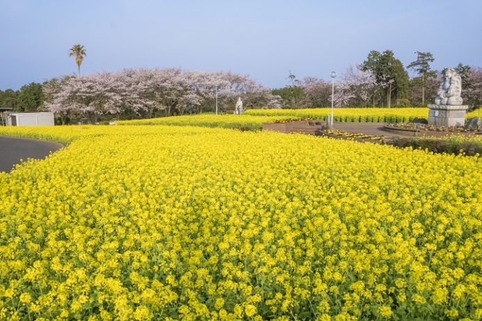 有明の森フラワー公園（長崎県島原市有明町）の菜の花、桜