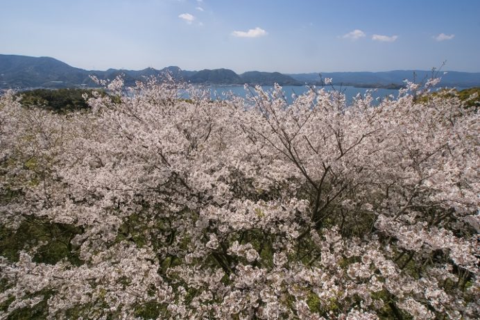 崎野自然公園の桜【満開いつ？開花速報2023】～BBQできる？