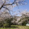 鵜渡越園地の桜【満開いつ？開花速報2022】～現地レポ！