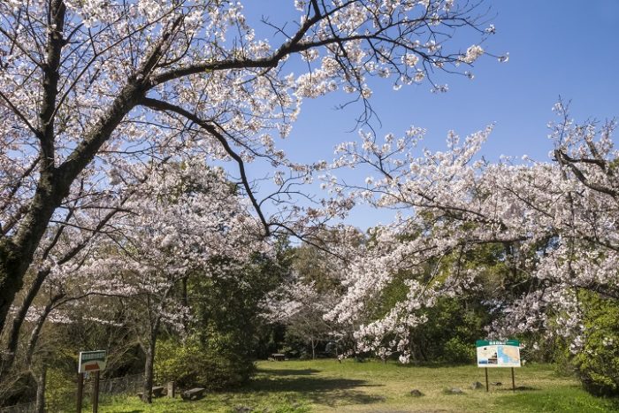 鵜渡越園地の桜【満開いつ？開花速報2023】～現地レポ！