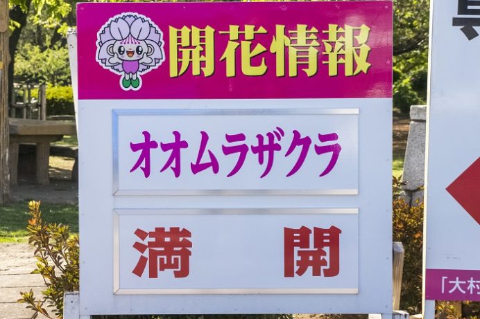 大村公園(長崎県大村市玖島)のオオムラザクラ