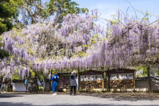 【藤山神社のフジ 見頃速報!】~長串山公園、佐世保花園も突入(4月15日(木))