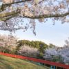 花高中央公園の桜【満開いつ？開花速報2023】～遊具ハンパなし