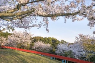 花高中央公園の桜【満開いつ？開花速報2022】～遊具ハンパなし