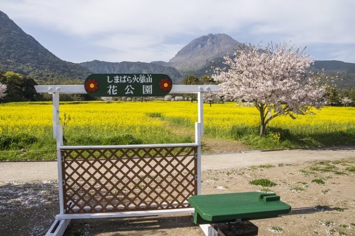 しまばら火張山花公園（長崎県島原市上折橋町）の葉の花と桜