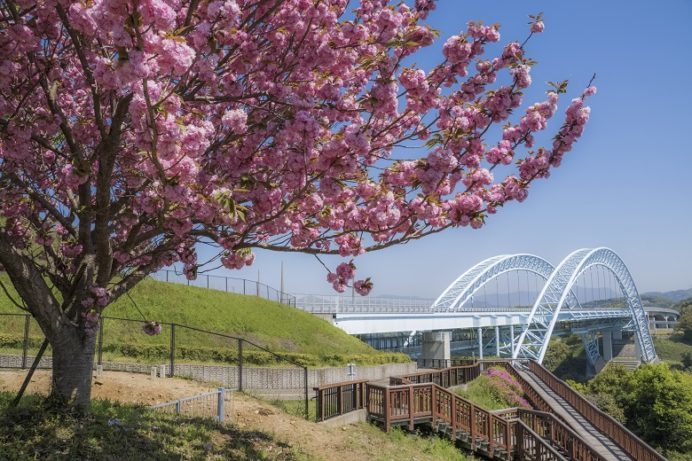 西海橋公園（佐世保市針尾東町）の桜と花見、八重桜