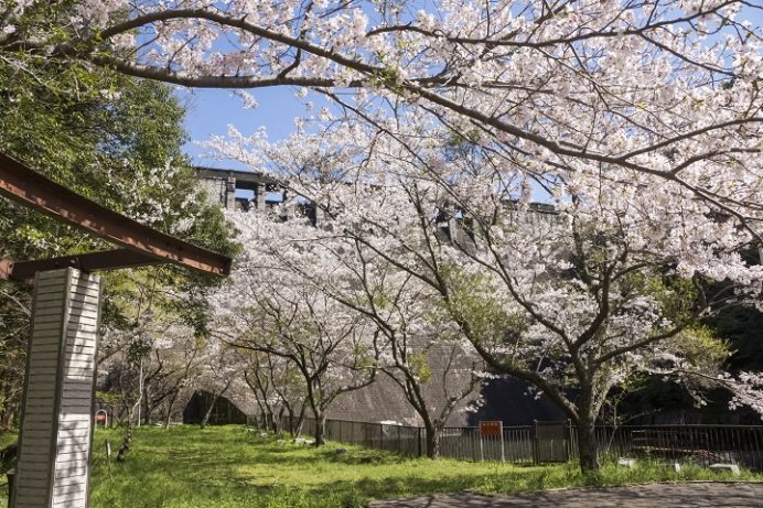 小ヶ倉水園、小ヶ倉ダム（長崎市上戸町）の桜と花見