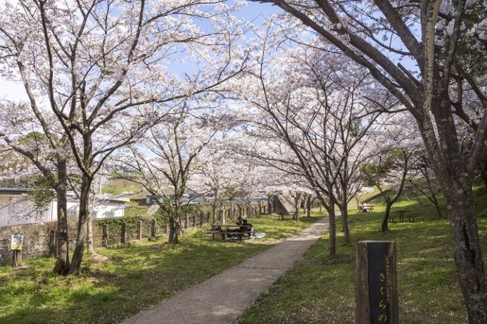山の田浄水場（さくらの森公園）、佐世保市の桜木町）の桜と花見