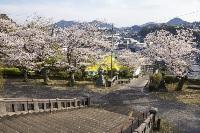 早岐神社（佐世保市早岐）の桜と花見