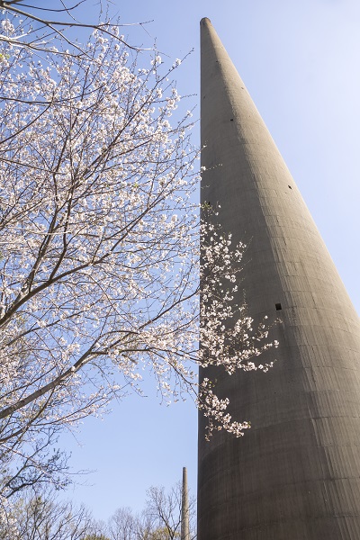 針尾無線塔（長崎県佐世保市）の桜と花見