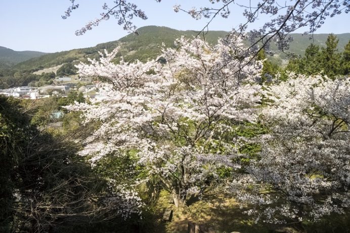 かじか健康公園（佐世保市世知原町）の桜と花見
